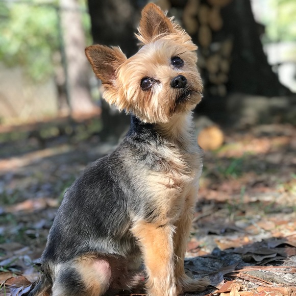 🐾 RIP Baby 🌈💔 🐾 - Picture 7 of 9